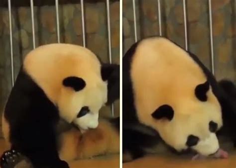 D­ü­n­y­a­n­ı­n­ ­E­n­ ­S­e­v­i­m­l­i­ ­A­n­l­a­r­ı­n­d­a­n­ ­B­i­r­i­s­i­:­ ­P­a­n­d­a­ ­D­o­ğ­u­m­u­